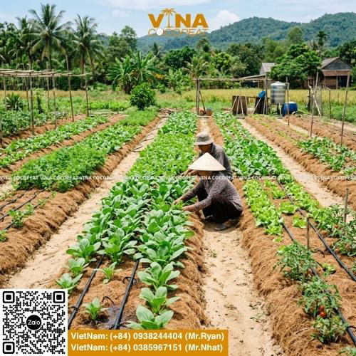 Tưới nhỏ giọt cho cây trồng trên đất cát giúp tăng năng suất