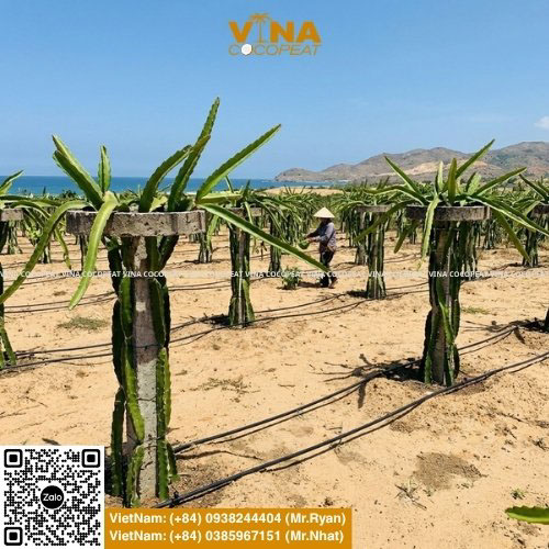 Gợi ý 10 loại cây trồng trên đất cát chịu hạn tốt, năng suất cao và cách cải tạo đất cát bằng mụn dừa, xơ dừa giúp giữ ẩm, giữ phân hiệu quả.