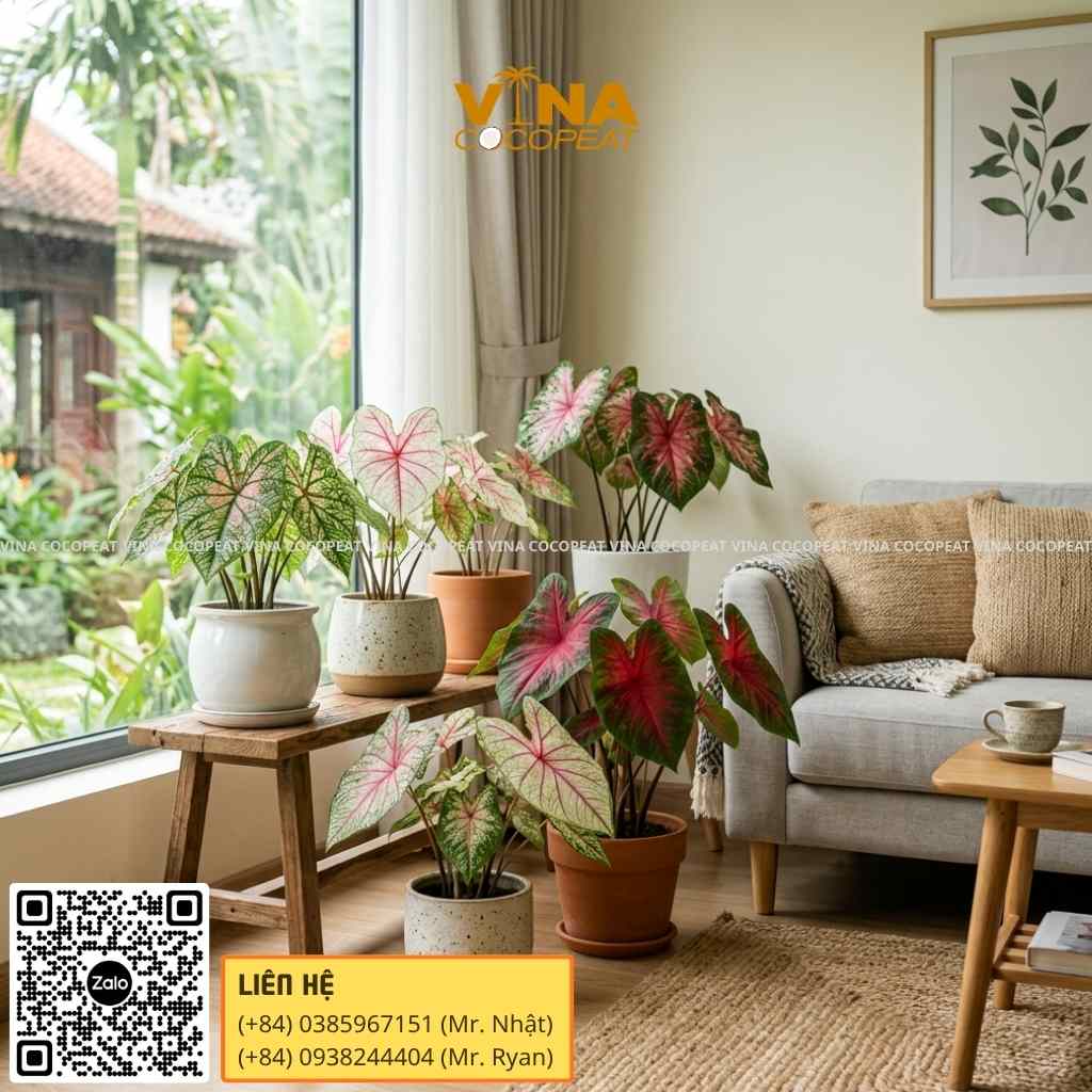 trồng cây lá môn