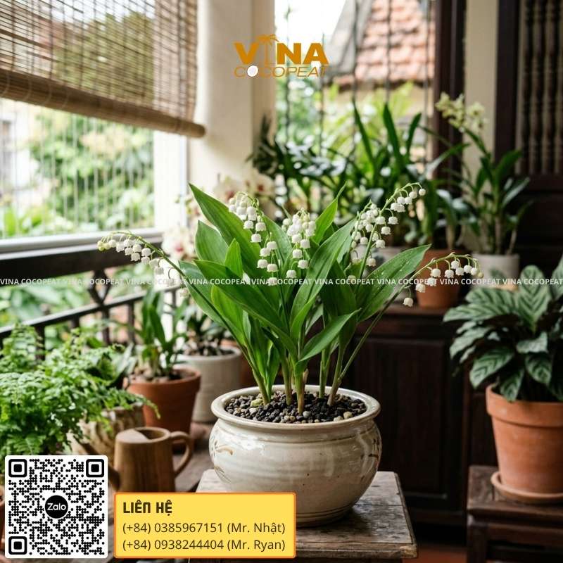 Hoa Linh Lan