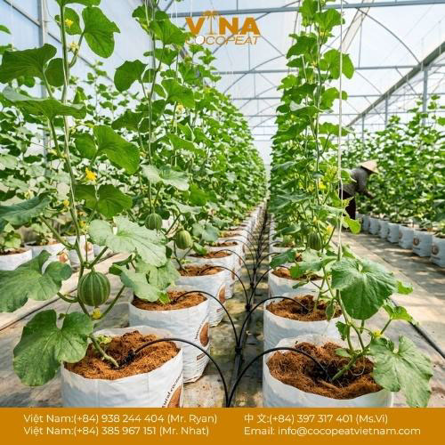 7 Tiêu Chí Cần Biết Khi Tìm Nơi Cung Cấp Xơ Dừa S