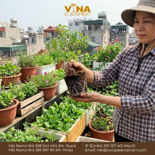 10 Loại Giá Thể Tốt Nhất Cho Mọi Cây Trồng