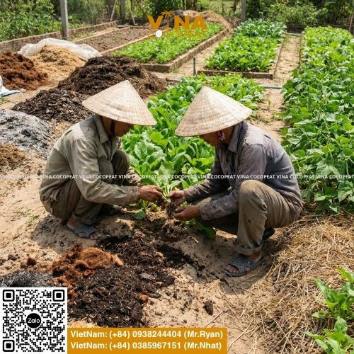 Nông dân cải tạo đất pha cát trồng rau bằng mụn dừa và phân hữu cơ giúp rau xanh phát triển tốt