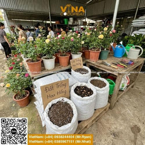 Địa chỉ mua đất trồng hoa hồng ở Hà Nội với chậu hoa hồng và bao đất trồng cây tại vườn cây cảnh
