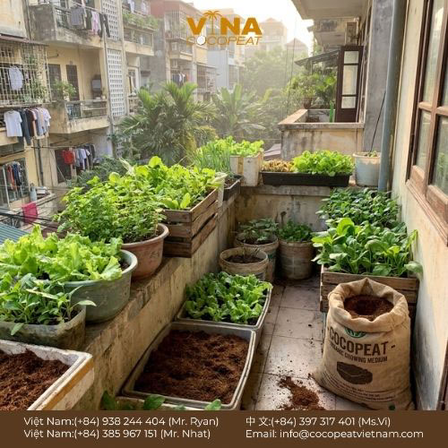 5 Cách Trồng Rau Sạch Trong Nhà Với Mụn Dừa
