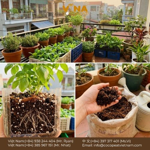 Khám phá 10 loại giá thể hữu cơ tốt nhất cho cây trồng tại nhà, kèm cách phối trộn, lợi ích và kinh nghiệm chọn mua giúp cây khỏe, rễ phát triển tốt.