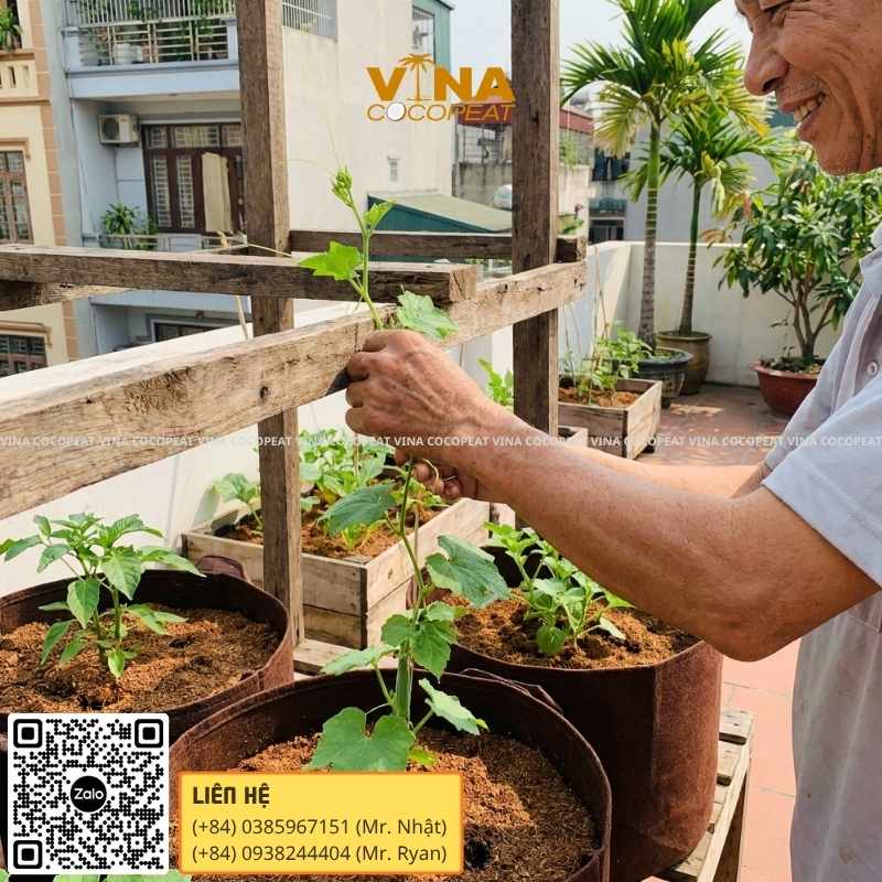 5 bước trồng mướp tại nhà cho quả trĩu cành
