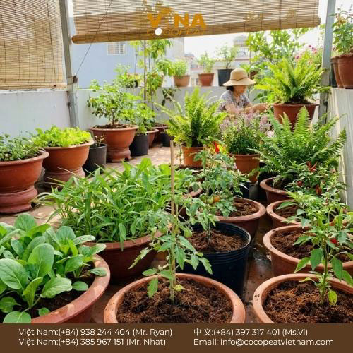 Khám phá 7 lợi ích của giá thể xơ dừa cho vườn hữu cơ: giữ ẩm, thoáng khí, sạch bệnh, hỗ trợ rễ khỏe và canh tác bền vững.