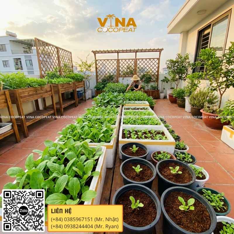 9 cách trồng cải mầm đá thành công tại nhà