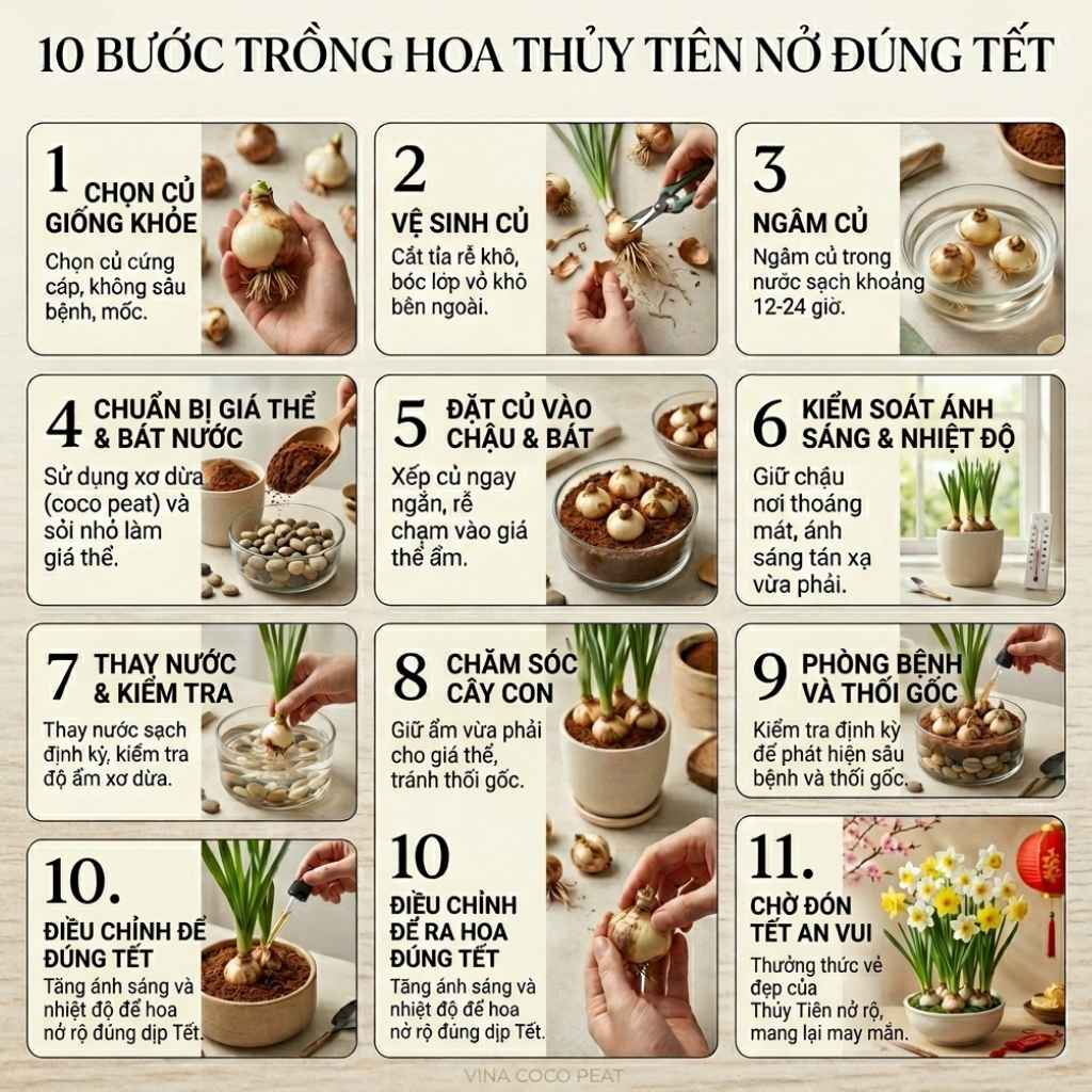 10 bước trồng hoa thủy tiên nở đúng Tết từ A-Z