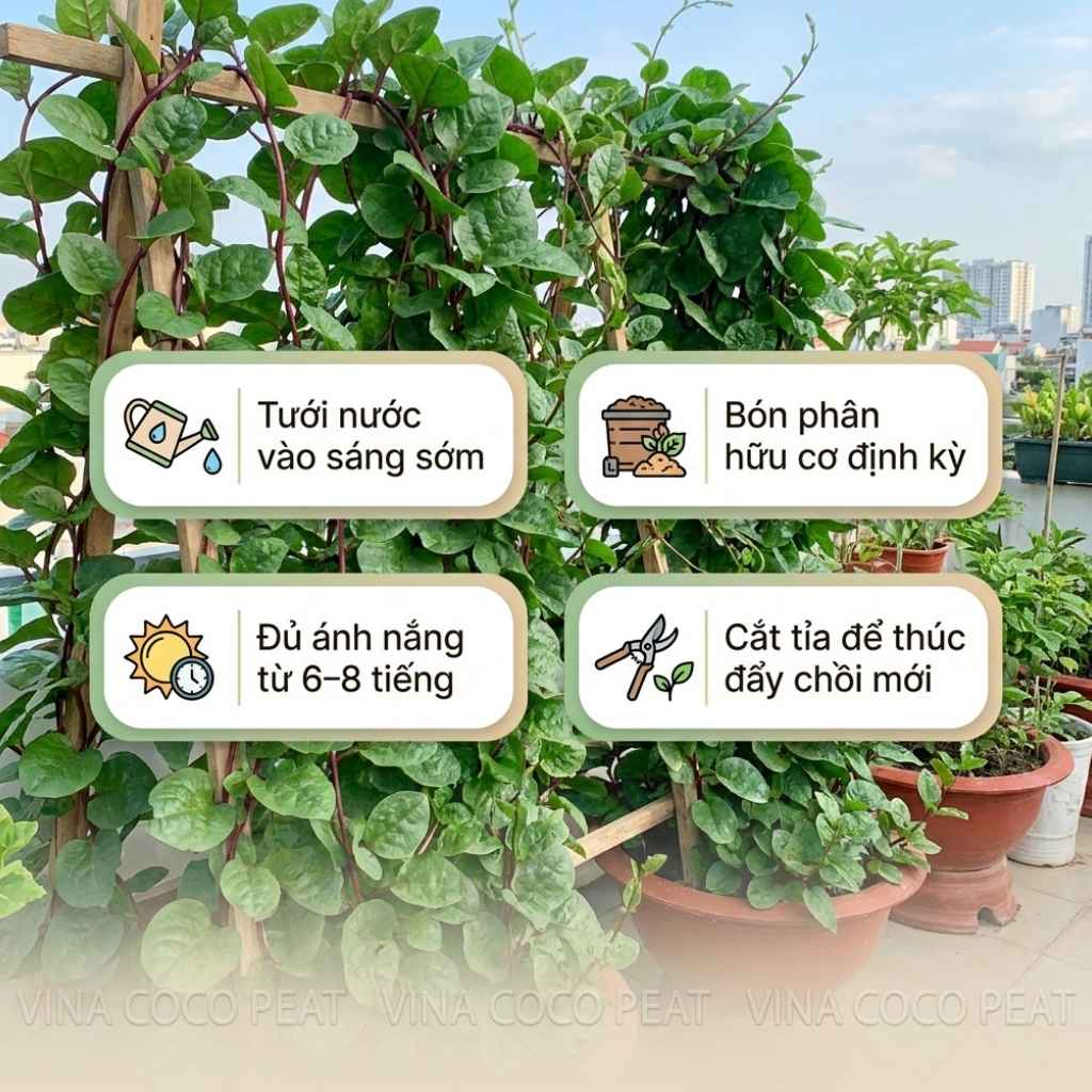 Chăm sóc rau mồng tơi năng suất cao