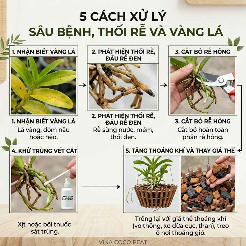 Xử lý sâu bệnh, thối rễ và vàng lá
