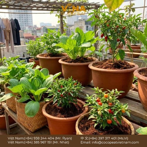 Khám phá 5 lợi ích của giá thể xơ dừa cho vườn nhà: giữ ẩm, thoáng khí, sạch mầm bệnh, cải tạo đất và hỗ trợ canh tác bền vững.