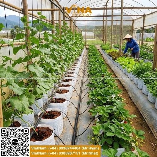 Mua vỏ dừa khô làm giá thể cần kiểm tra gì? Xem 8 kinh nghiệm chọn mụn dừa, xơ dừa, husk chips EC thấp, pH ổn định và dễ sử dụng.