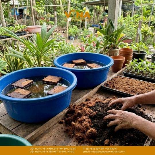 2 Nguồn Bán Mụn Dừa Tại Bến Tre Uy Tín, Giá Tốt [