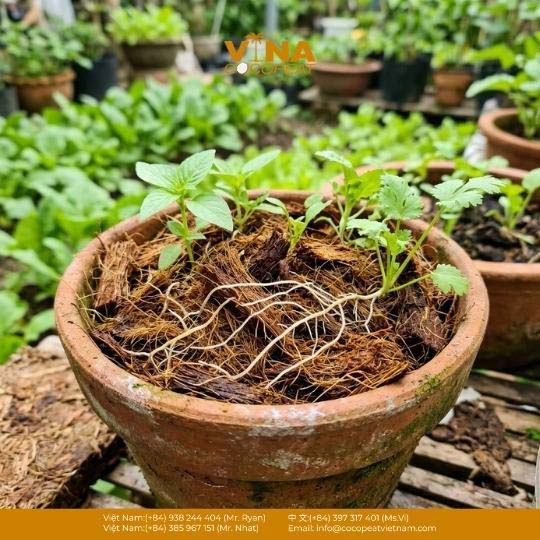 Khám phá 5 cách dùng mụn xơ dừa 500g đã xử lý để cải tạo đất, trồng rau sạch, phối trộn giá thể, phủ gốc và ươm cây con.