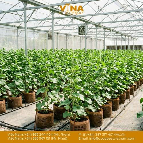 Nhà Cung Cấp Mụn Dừa Nhà Kính Uy Tín Hiện Nay [Đảm Bảo Chất Lượng]