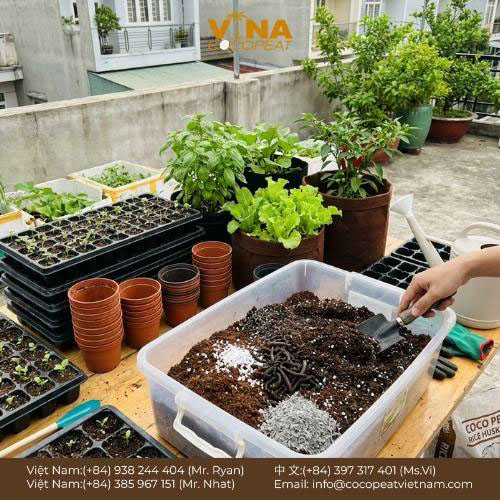 Khám phá 6 cách sử dụng đất xơ dừa hiệu quả cho người mới: xử lý chất chát, phối trộn giá thể, ươm hạt, giữ ẩm và cải tạo đất.