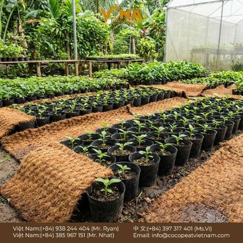 Khám phá 7 lợi ích của thảm xơ dừa cho vườn ươm: giữ ẩm, chống cỏ dại, bảo vệ đất, hỗ trợ rễ phát triển và canh tác bền vững.