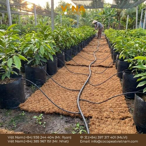 Khám phá 7 lợi ích của thảm xơ dừa cho vườn ươm: giữ ẩm, chống cỏ dại, bảo vệ đất, hỗ trợ rễ phát triển và canh tác bền vững.