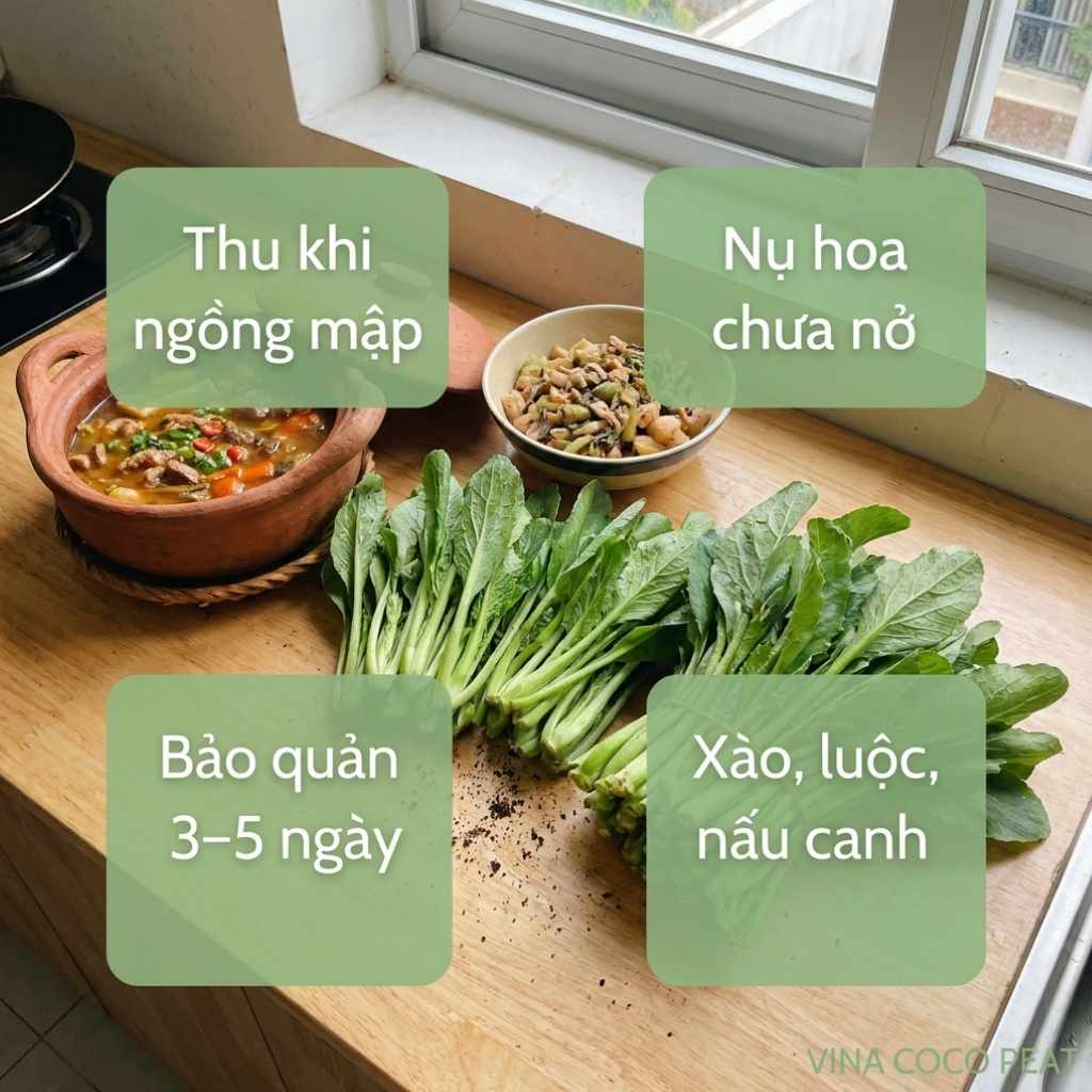 Thu hoạch và chế biến cải mầm đá