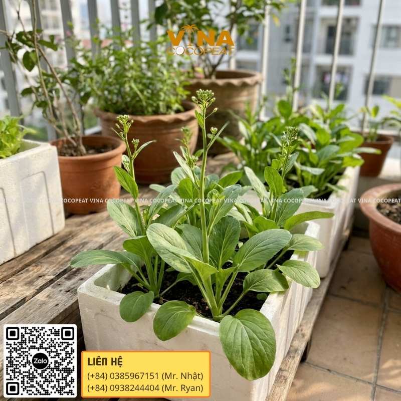 trồng cải ngồng tại nhà