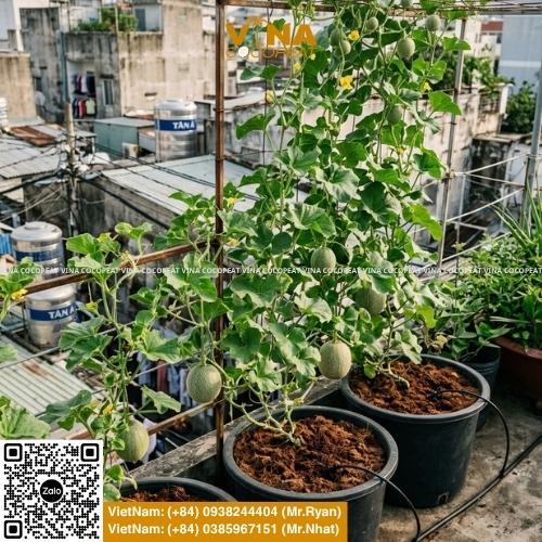 Hướng dẫn trồng dưa lưới bằng mụn dừa tại nhà với 5 bước: xử lý giá thể, ươm hạt, trồng cây con, tưới nước, bón phân, làm giàn và thu hoạch trái ngọt.