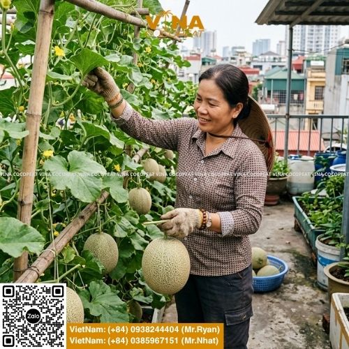 Hướng dẫn trồng dưa lưới bằng mụn dừa tại nhà với 5 bước: xử lý giá thể, ươm hạt, trồng cây con, tưới nước, bón phân, làm giàn và thu hoạch trái ngọt.