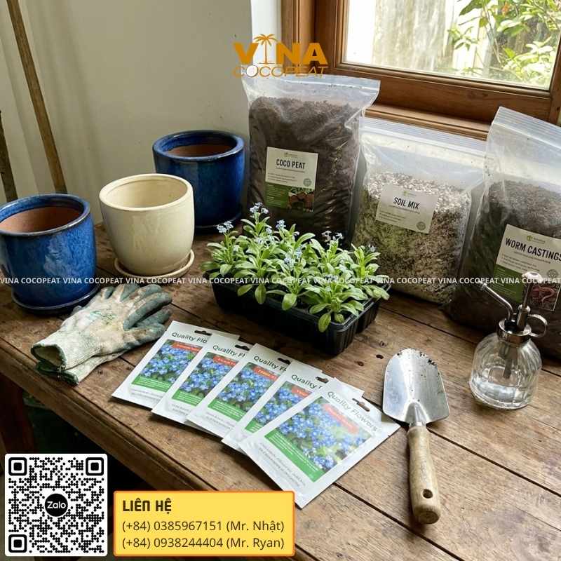 5 bước trồng hoa Lưu Ly tại nhà đơn giản