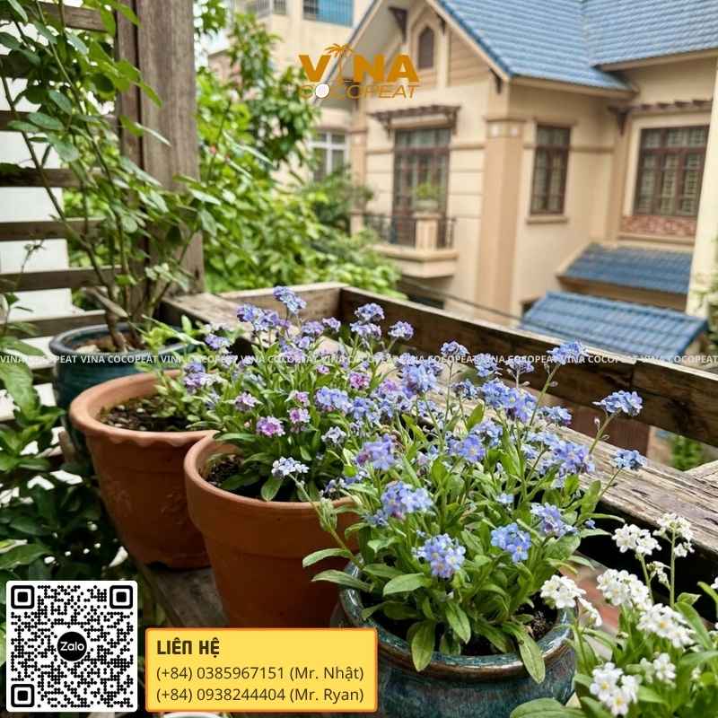 Đặc điểm nổi bật và ý nghĩa của hoa Lưu Ly