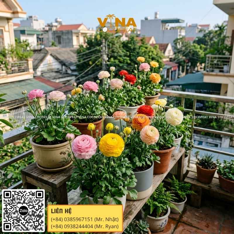 Vì sao hoa Mao Lương là lựa chọn hoàn hảo cho khu vườn tại gia?