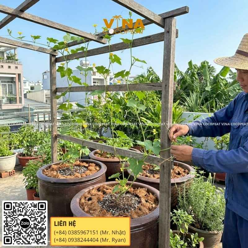 Chuẩn bị trước khi trồng mướp tại nhà