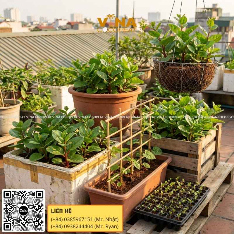 Vì sao nên trồng rau mồng tơi tại nhà?