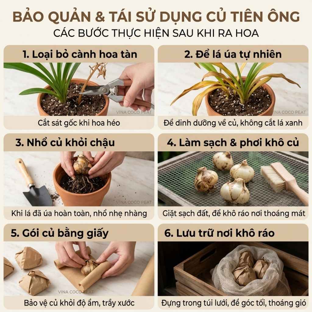 Bảo quản và tái sử dụng củ cho mùa sau