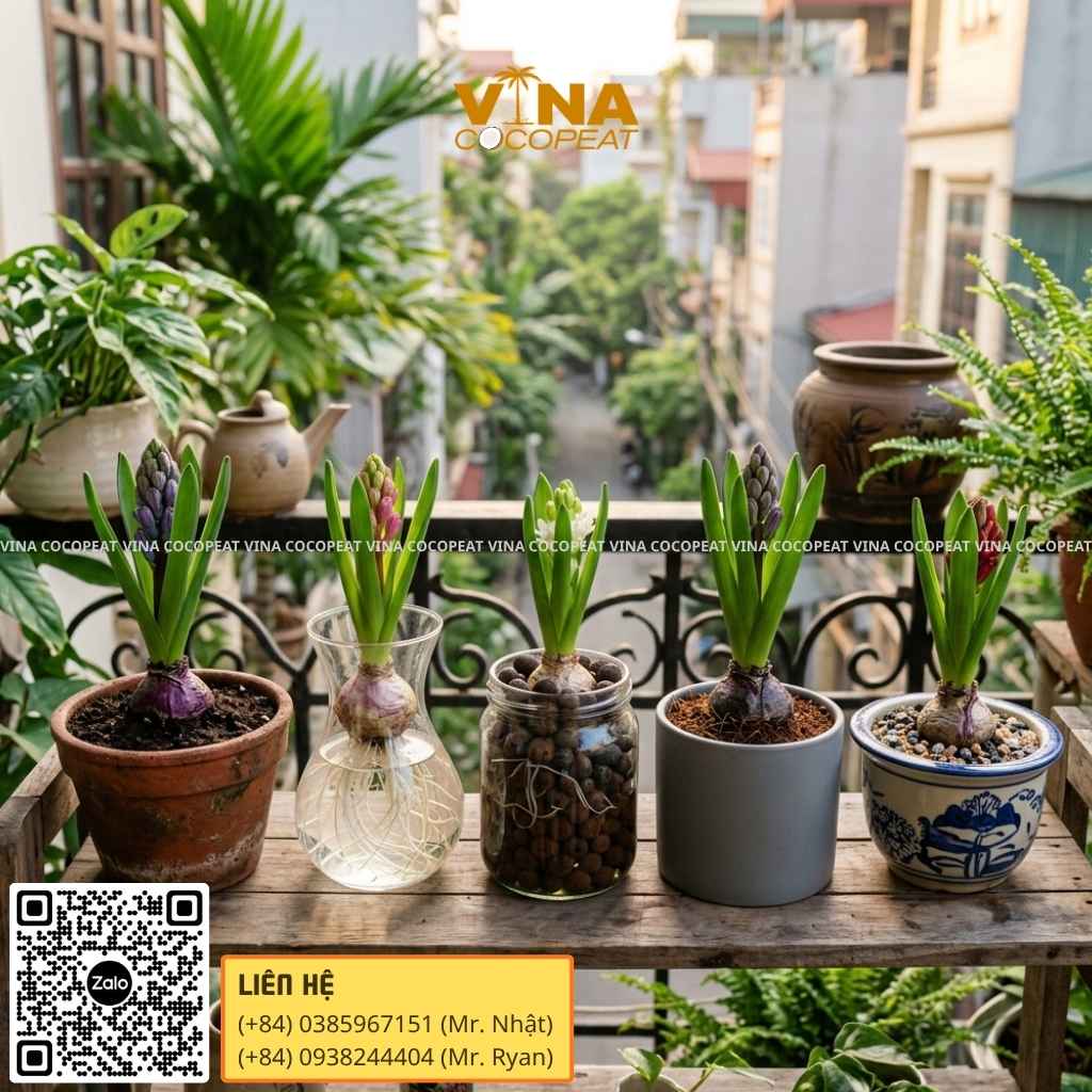 5 cách trồng củ Tiên Ông tại nhà
