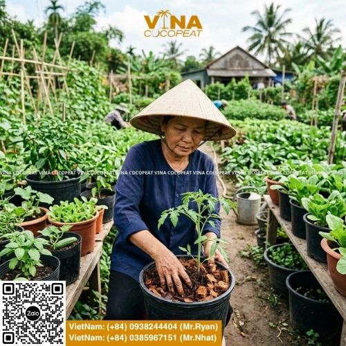 Mua vỏ dừa khô làm giá thể cần kiểm tra gì? Xem 8 kinh nghiệm chọn mụn dừa, xơ dừa, husk chips EC thấp, pH ổn định và dễ sử dụng.