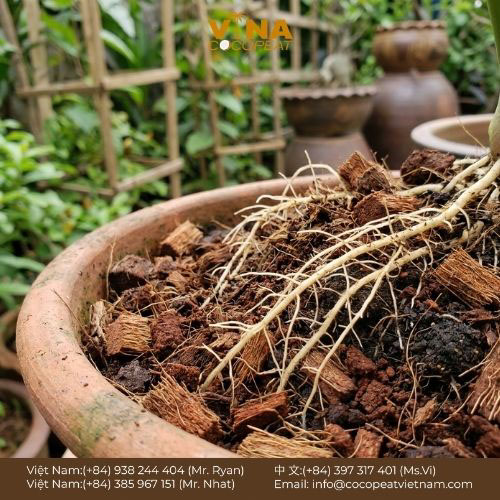 5 Nhà Cung Cấp Giá Vỏ Dừa Khô Tốt Nhất 2024