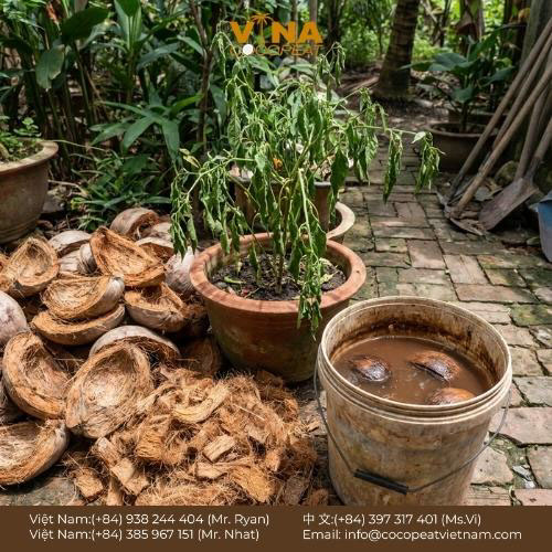 5 Mẹo Mua Vỏ Dừa Khô Trồng Cây Chuẩn Không Cần Ch