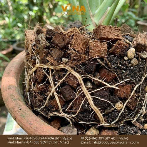 5 Mẹo Mua Vỏ Dừa Khô Trồng Cây Chuẩn Không Cần Ch