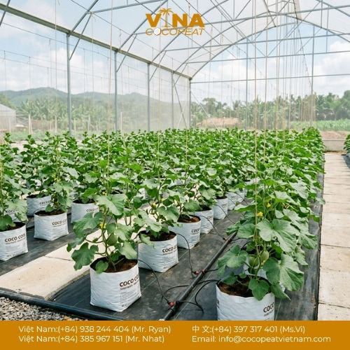 7 Nguồn Giá Xơ Dừa Đã Qua Xử Lý Tốt Nhất [Đảm