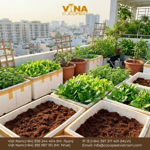Tổng hợp 5 nơi bán xơ dừa trồng cây TPHCM uy tín, giá tốt 2026, kèm cách chọn xơ dừa đã xử lý và bảng giá tham khảo.