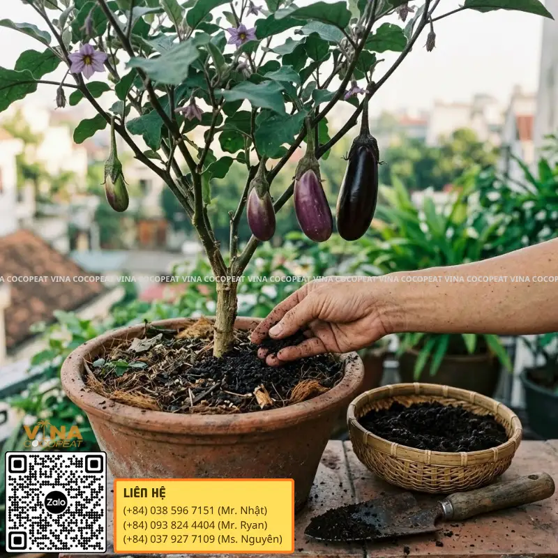 Bón phân hữu cơ cho cà tím trồng trong chậu giá thể mụn dừa