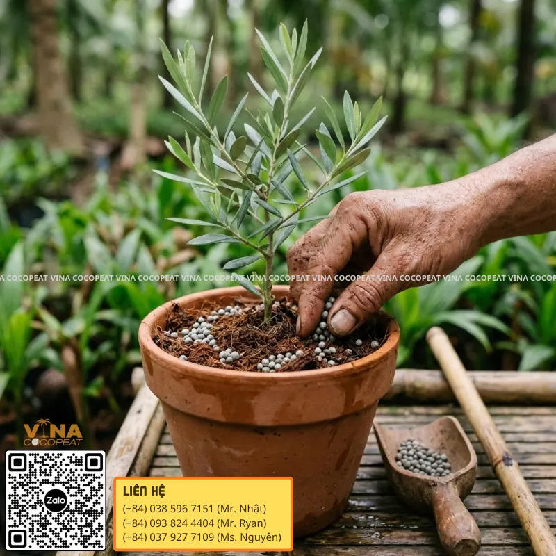 Bón phân tan chậm cho cây trồng trong chậu giá thể mụn dừa