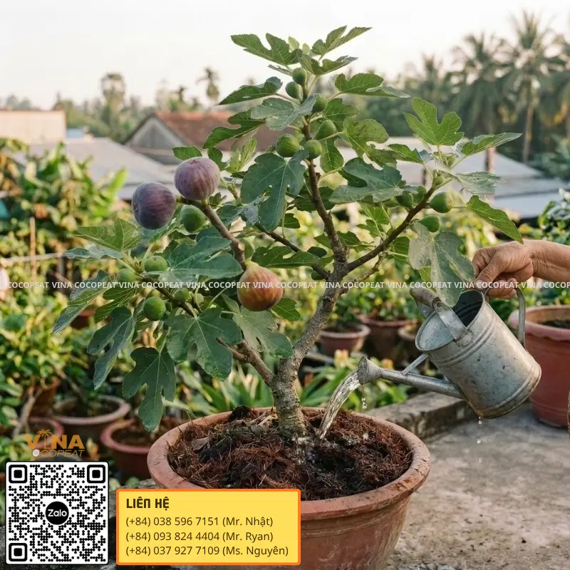 Tưới nước cho cây sung Mỹ trồng chậu bằng giá thể mụn dừa