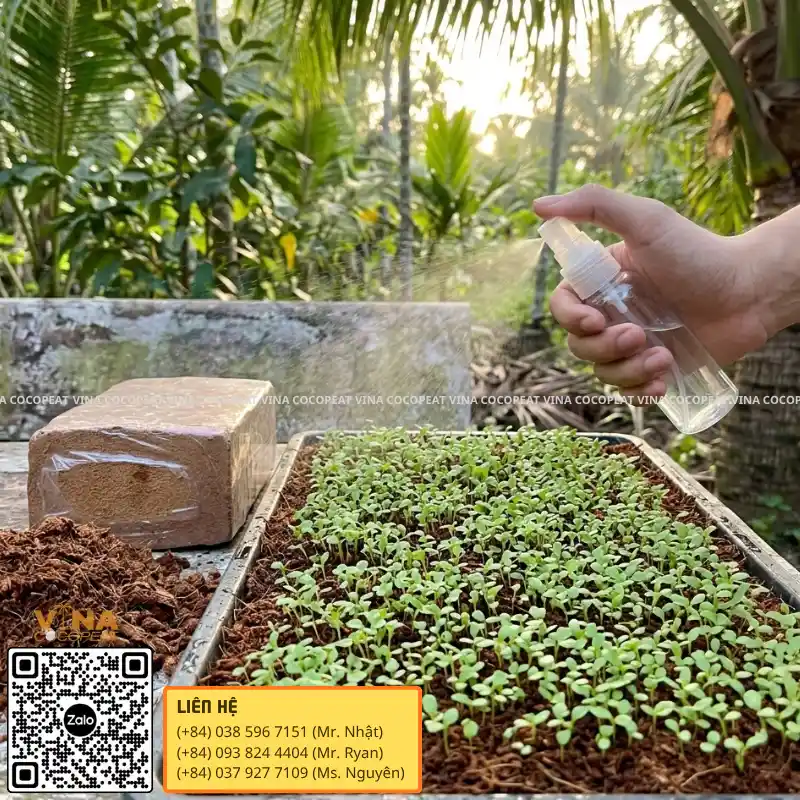 Tưới phun sương cho rau dền non trồng bằng giá thể mụn dừa 500g