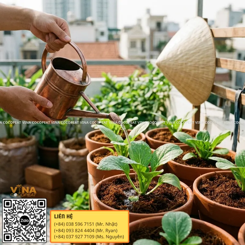 Cách tưới rau trồng bằng mụn dừa trên ban công tại nhà