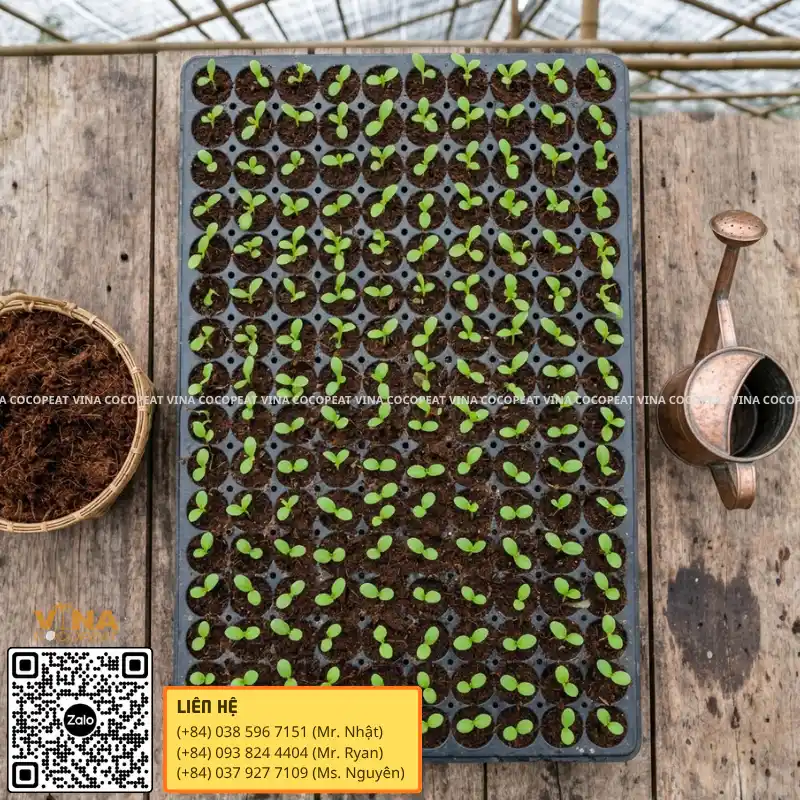 Khay ươm cây con bằng giá thể mụn dừa sạch