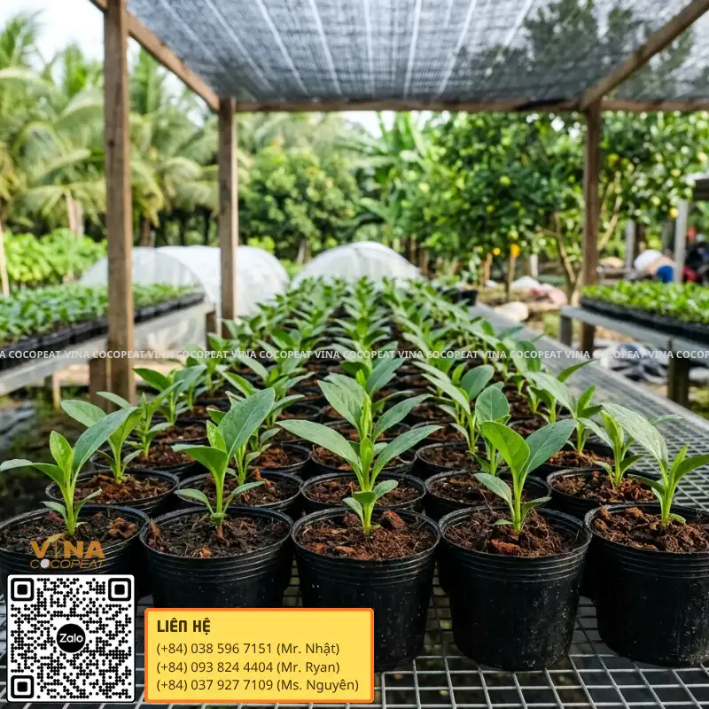 Cây con khỏe sau khi chuyển chậu từ giá thể mụn dừa