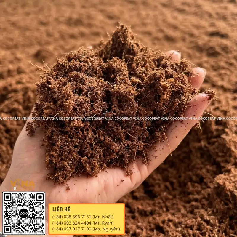 Kiểm tra kết cấu mụn dừa cũ trước khi tái sử dụng làm giá thể