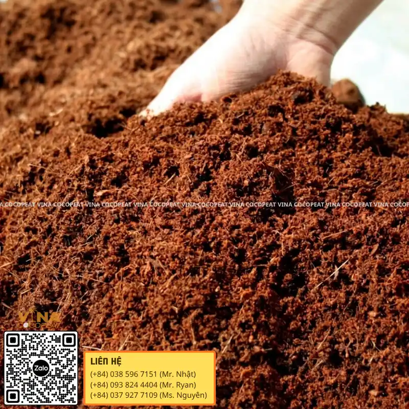Kiểm tra mụn dừa mới tơi xốp sạch trước khi thay giá thể